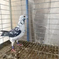 کفتر کشکی|پرنده|یزد, |دیوار