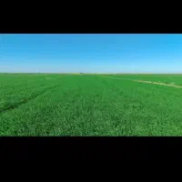 زمین کشاورزی دیم ده هکتاری