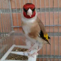 جوجه سهره  متولد.گرینچیک