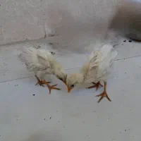 جوجه ماشینی باهوش