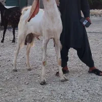 پازن گلابی کنگان