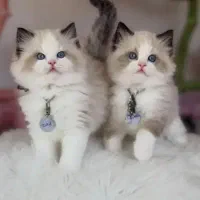 ۵۰ تا گربه اسکاتیش بریتیش رگدال پرشین در همه رنگ