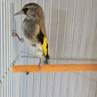 سهره گلبسر|پرنده|مشهد, شهرک شهید باهنر|دیوار