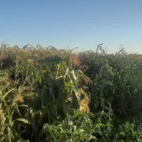 جارو