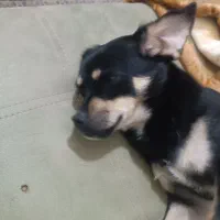 واگذاری یک پت ۸ماهه|سگ|شاهینشهر, سعدی جنوبی|دیوار