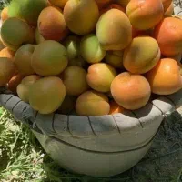 فروش انواع نهال میوه لیبلدار|خدمات باغبانی و درختکاری|شهریار, شهرک شاهد|دیوار