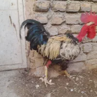 خروس گردن لخت