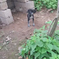 سگ شکاری ماده|سگ|ماکلوان, |دیوار