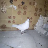 کبوتر سفید کاکلی