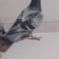 کبوتر|پرنده|خورموج, |دیوار