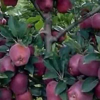 فروش سیب قرمز و سفید