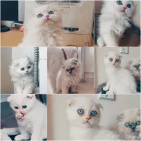 گربه نژاد بریتیش پرشین