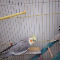 عروس هلندی نر همراه دو تا جوجه