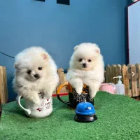 سگ های پامرانین/شیتزو/فنجونی|سگ|شیراز, تاچارا|دیوار