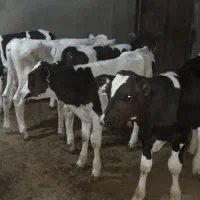 گوساله اصیل هولشتاین