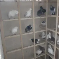 بارجدید رسید