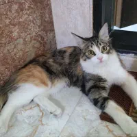 واگذاری حمایتی گربه