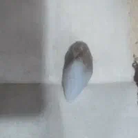 سنگ|جواهرات|زاهدان, |دیوار