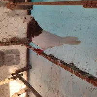 طوقی ماده کلاه دار|پرنده|قائمشهر, |دیوار