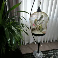 قفس کاسکویی