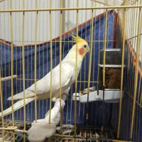 عروس هلندی دستی