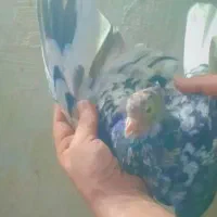 سلام کبوتررنگی