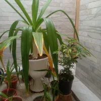 گل موزی بزرگ با گلدان