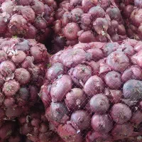 پیاز انباری قیمت مناسب