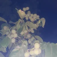 پیوند درختان|خدمات باغبانی و درختکاری|ملایر, |دیوار