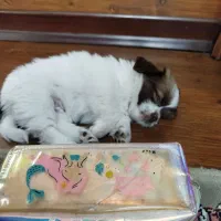 توله مالتیز