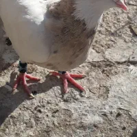 کبوتر‌طوقی|پرنده|حمیدیا, |دیوار