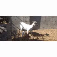 فروش بز دورگ سومال تازه زاییده|حیوانات مزرعه|جناح, |دیوار