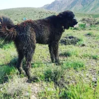 واگذاری توله نرقدرجونی|سگ|جرقویه, |دیوار