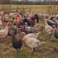 نطفه دار اردک و بوقلمون