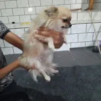 سگ پامر برا فروش