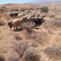 فروش میش(گوسفند)داشتی،|حیوانات مزرعه|شیراز, شهرک ترکان|دیوار