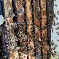 فروش ۱۰۰کلنی زنبور با نژاد عالی با ملکه های جوان