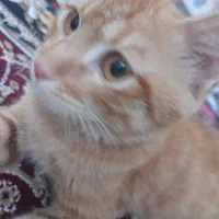 واگذاری ۲گربه زیبا و مهربون