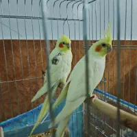 پرنده|پرنده|جهرم, |دیوار