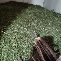 شبدر|خدمات باغبانی و درختکاری|نورآباد, |دیوار