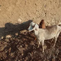 بزو بزغاله نر اصل جنس دار