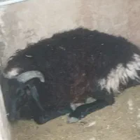 بره