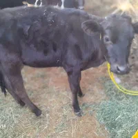 گستر هلشتان وگوساله چرسه|حیوانات مزرعه|فهرج, |دیوار