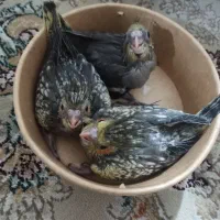 عروس هلندی یکماهه