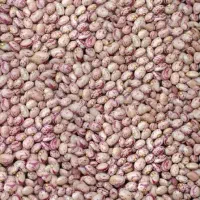 لوبیا چیتی کیلویی ۳۰۰تومن