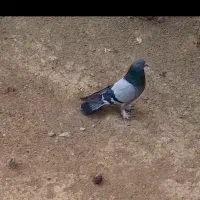 نر گچی پاپر