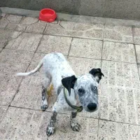 سگ نژاد دار اشپیتس