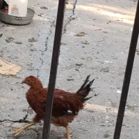 تعدادی خروس گلین چهل تاج کاکلی ریشو شش ماهه|حیوانات مزرعه|رباطکریم, کیکاور|دیوار