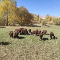 تعدادی۲۲راس‌میش‌جوان‌‌،جفتی۳۹ملیون|حیوانات مزرعه|انگوران, |دیوار