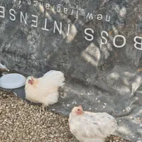 مرغ وخروس کوشین